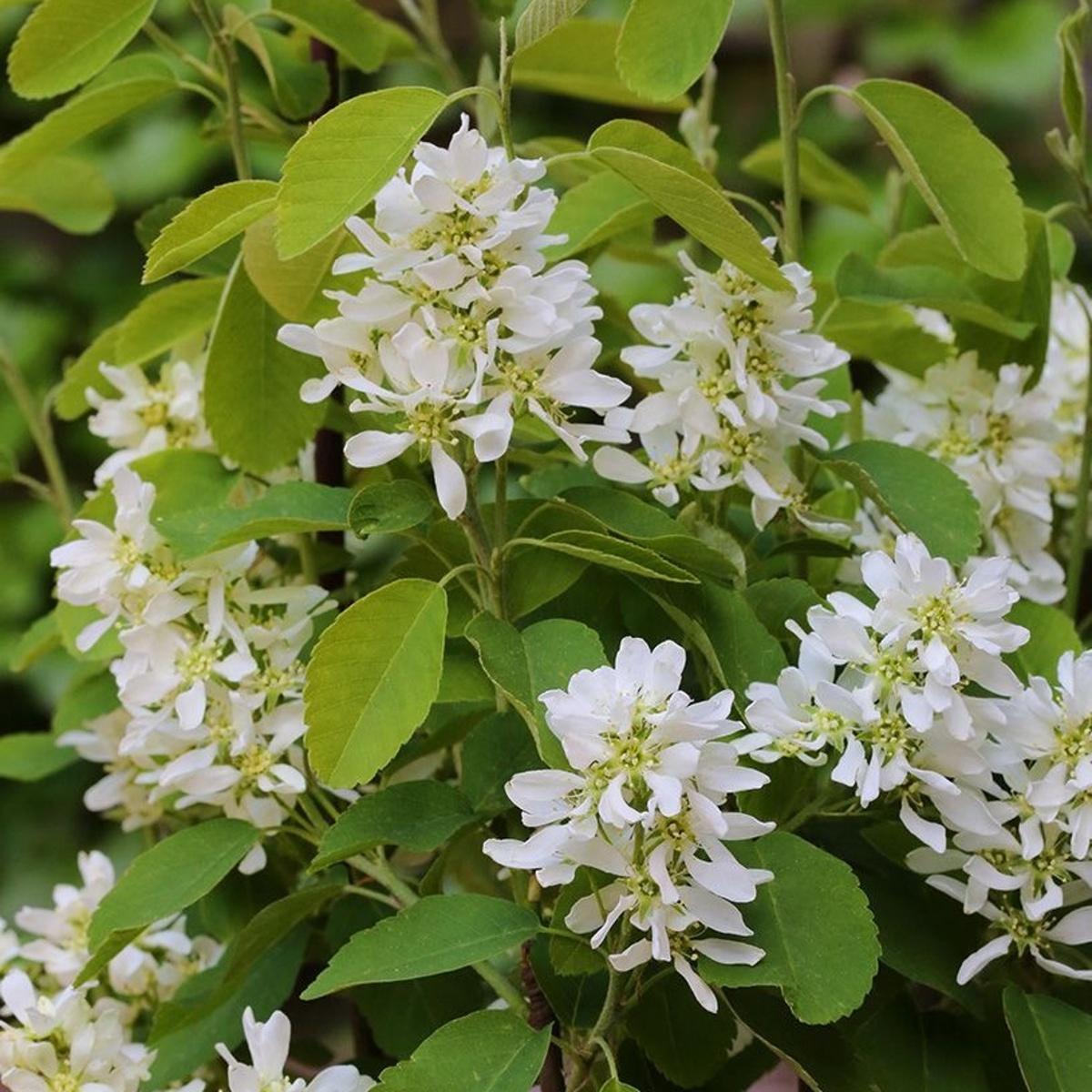 Keře okrasné květem - Muchovník olšolistý Obelisk výška 80/100cm, květináč 10 litrů