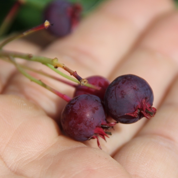 Keře okrasné květem - Muchovník 'Snowflakes' květináč 15 litrů, kmínek 150cm, stromek