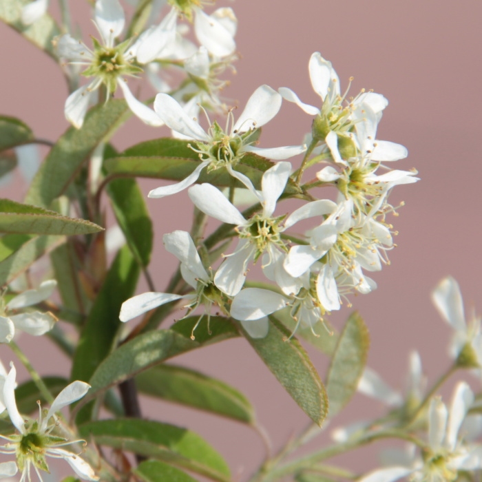 Muchovník 'Snowflakes' květináč 15 litrů, kmínek 150cm, stromek-0