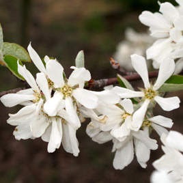 Ostatní drobné ovoce - Muchovník vejčitý 'Edelweiss' květináč 10 litrů, keř