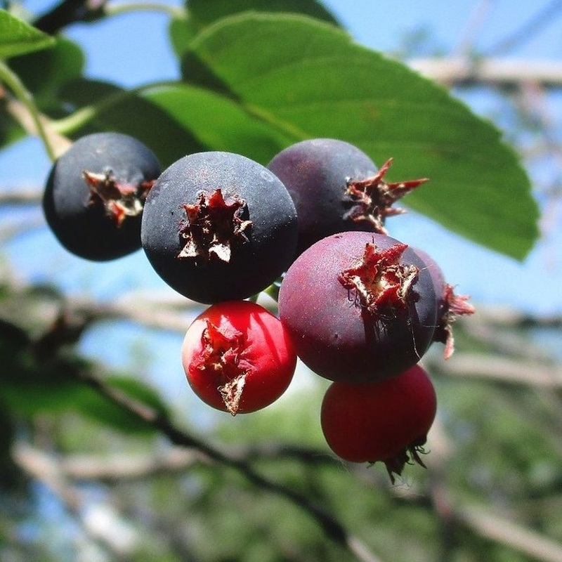 Keře okrasné květem - Muchovník velkokvětý Prince William výška 175/200cm, vícekmen