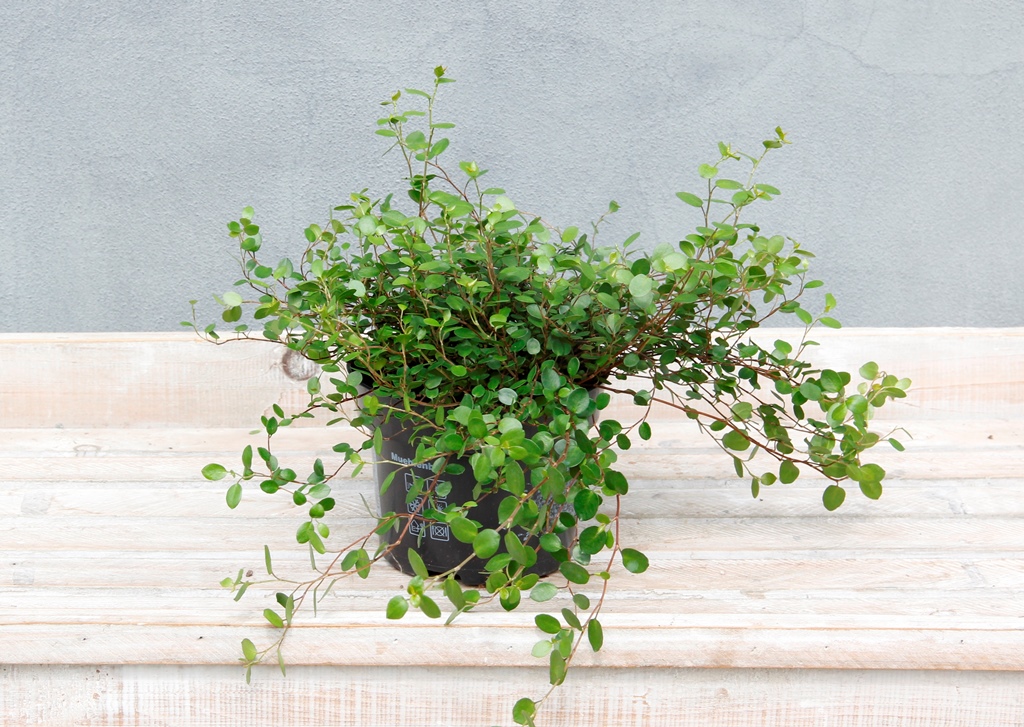 Rostliny - Muehlenbekie 13cm květináč