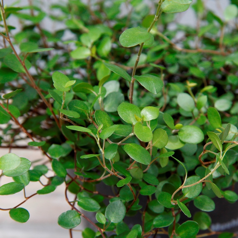 Muehlenbekie 13cm květináč-0