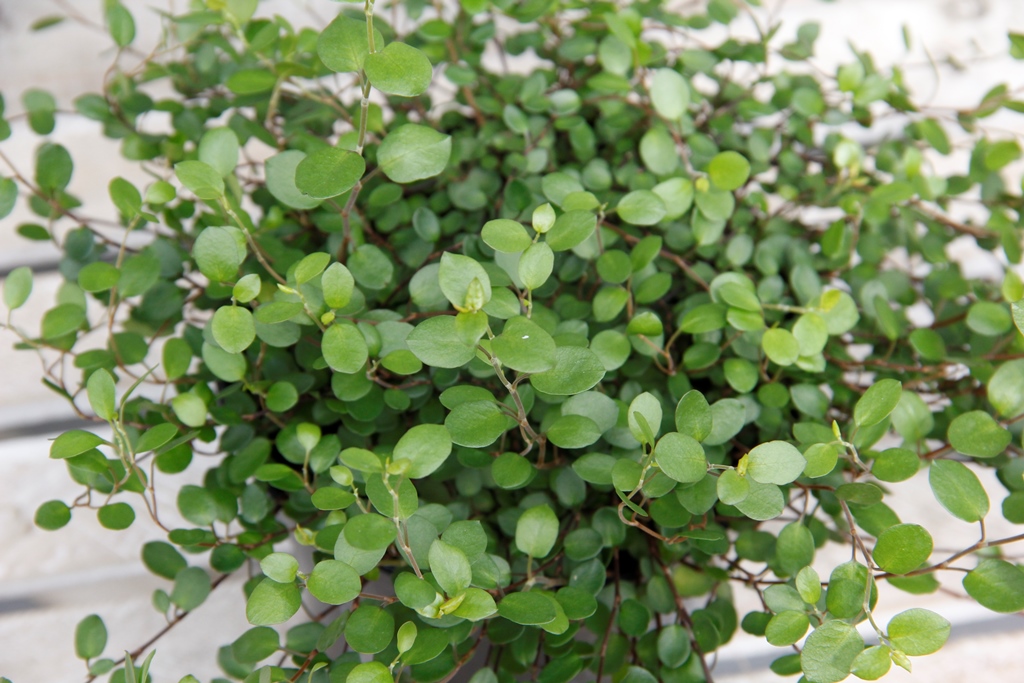 Muehlenbekie 13cm květináč-1