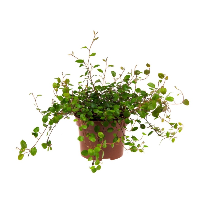 Muehlenbekie 13cm květináč-2