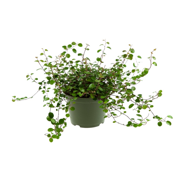 Rostliny - Mulenbekie květináč 10,5cm