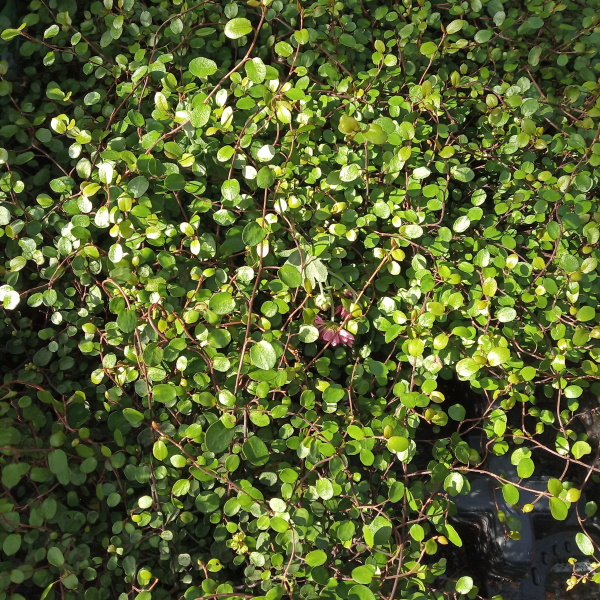 Podzimní rostliny - Mulenbekie květináč 11cm