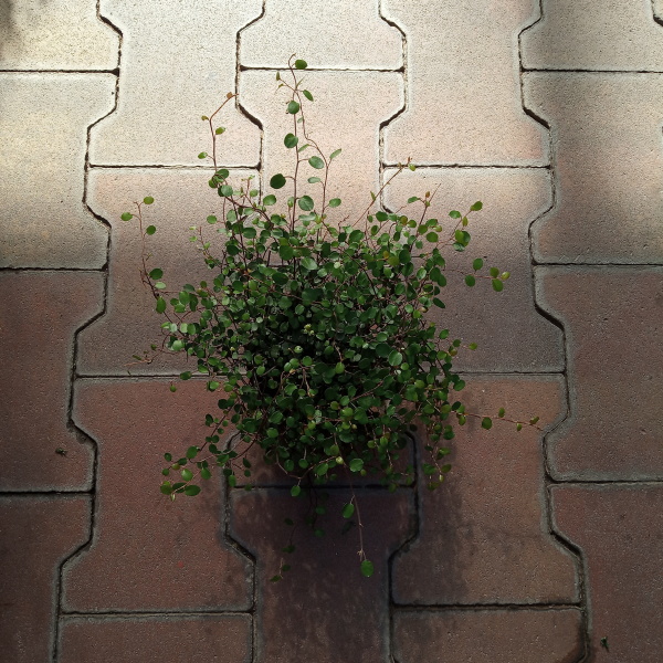 Mulenbekie květináč 11cm-0