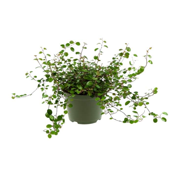 Rostliny - Mulenbekie květináč 12cm