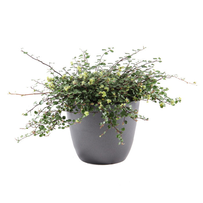 Rostliny - Mulenbekie Minero® Giga květináč 12cm