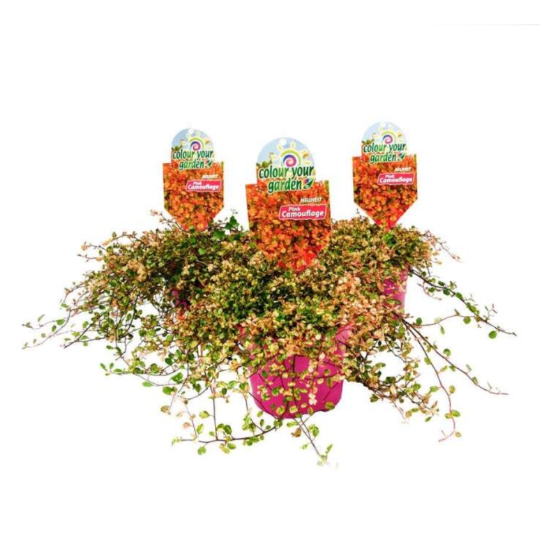 Rostliny - Mulenbekie 'Pink Camouflage' květináč 13cm