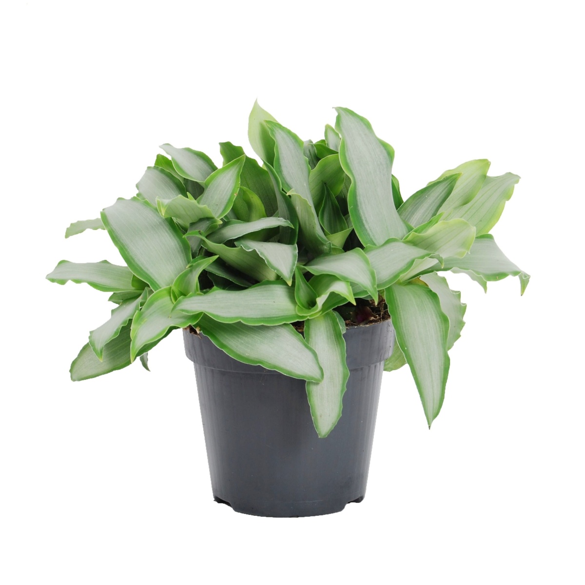 Okrasné pokojové rostliny - Murdania loriformis P12