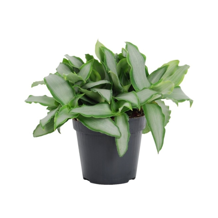 Okrasné pokojové rostliny - Murdanie květináč 11cm