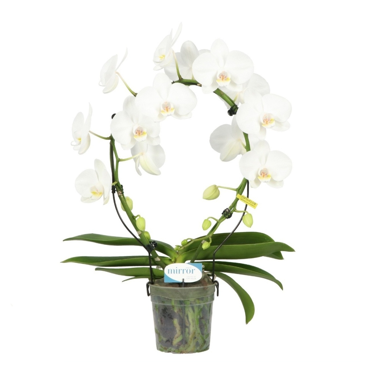 Kvetoucí pokojové rostliny - Můrovec Mirror Miracle kvěitnáč 12cm
