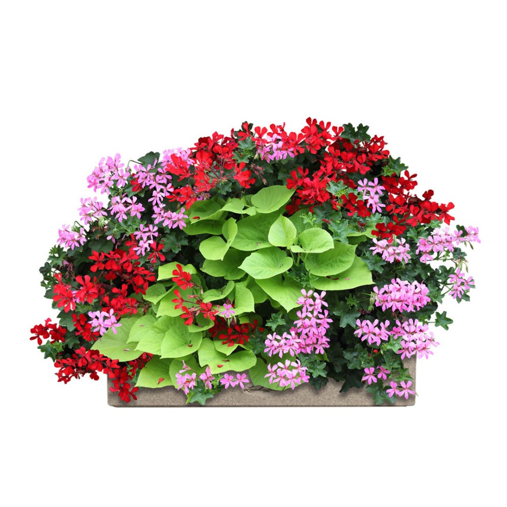 Květinové truhlíky - Muškátová hvězda Lechuza Stone