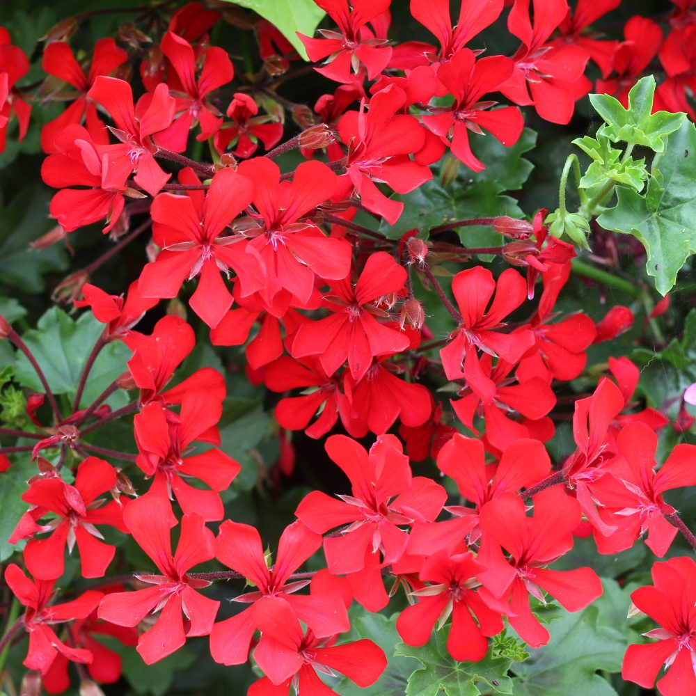 Muškátová hvězda Lechuza Stone-0