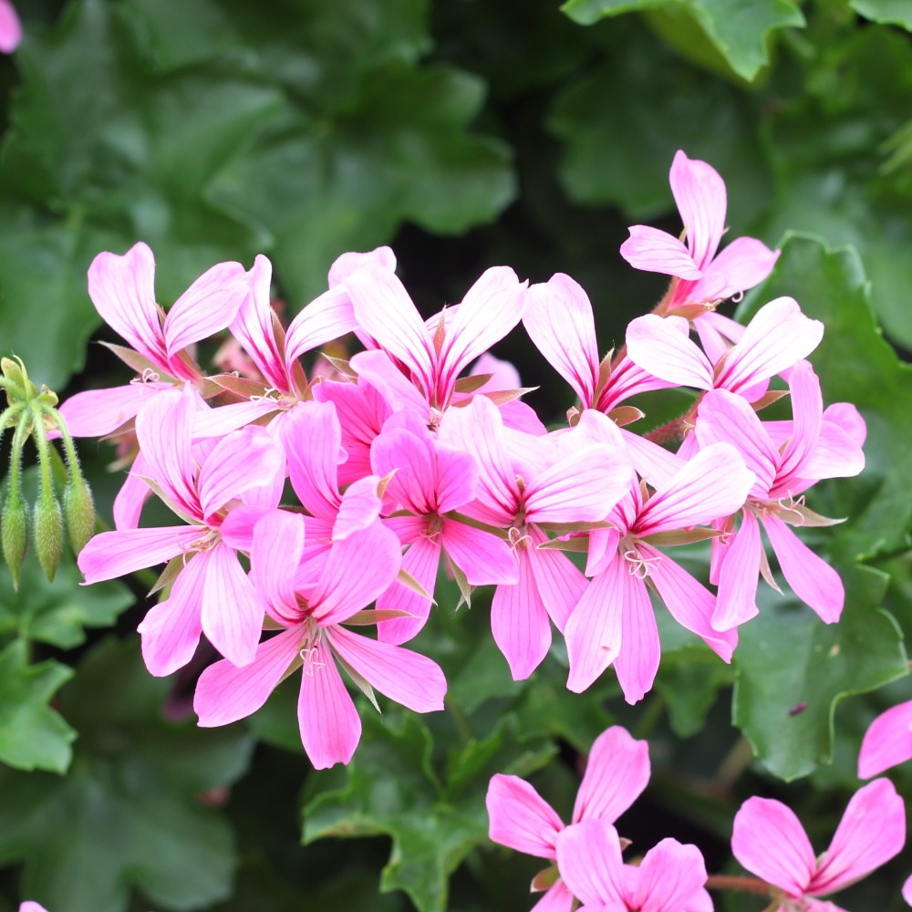 Muškátová hvězda Lechuza Stone-1