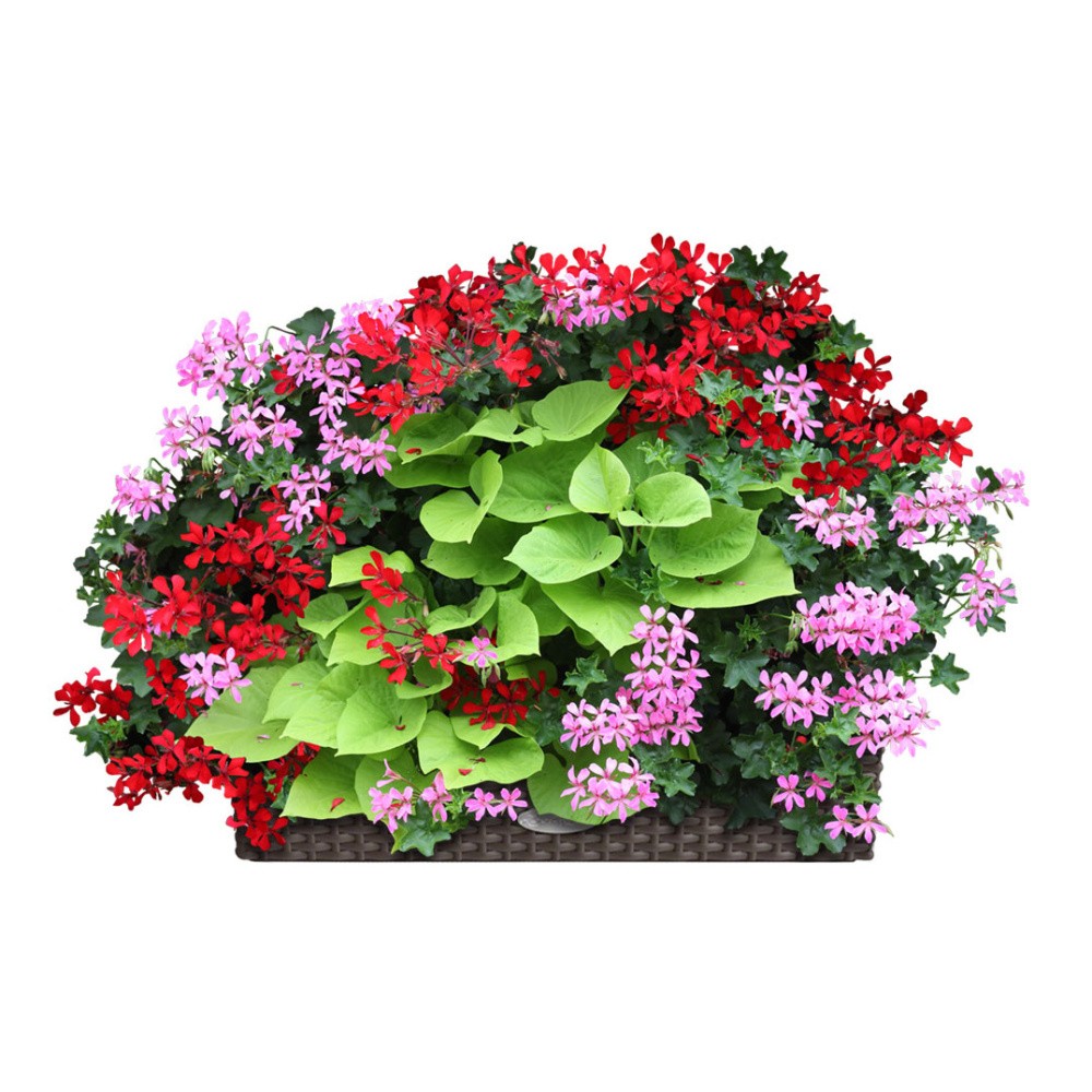 Květinové truhlíky - Muškátová hvězda Lechuza