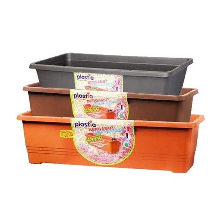 Muškátová hvězda-4