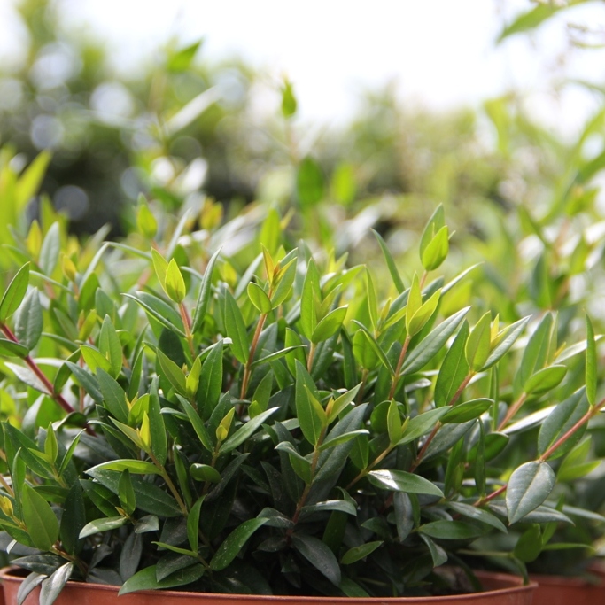 Nádobové květiny - Myrta 14cm