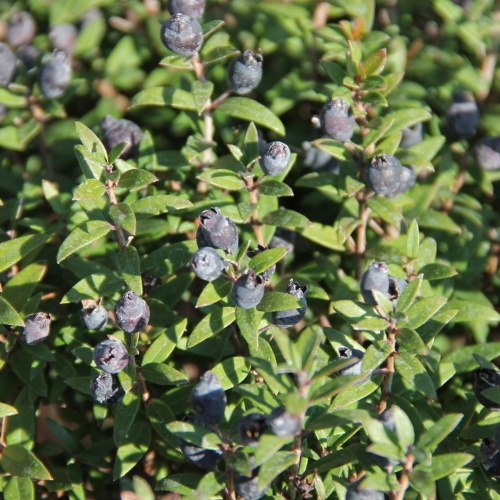 Okrasné pokojové rostliny - Myrta obecná 18cm