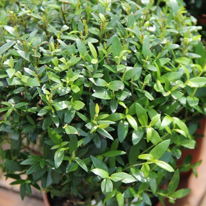Nádobové květiny - Myrta obecná na kmínku 12cm