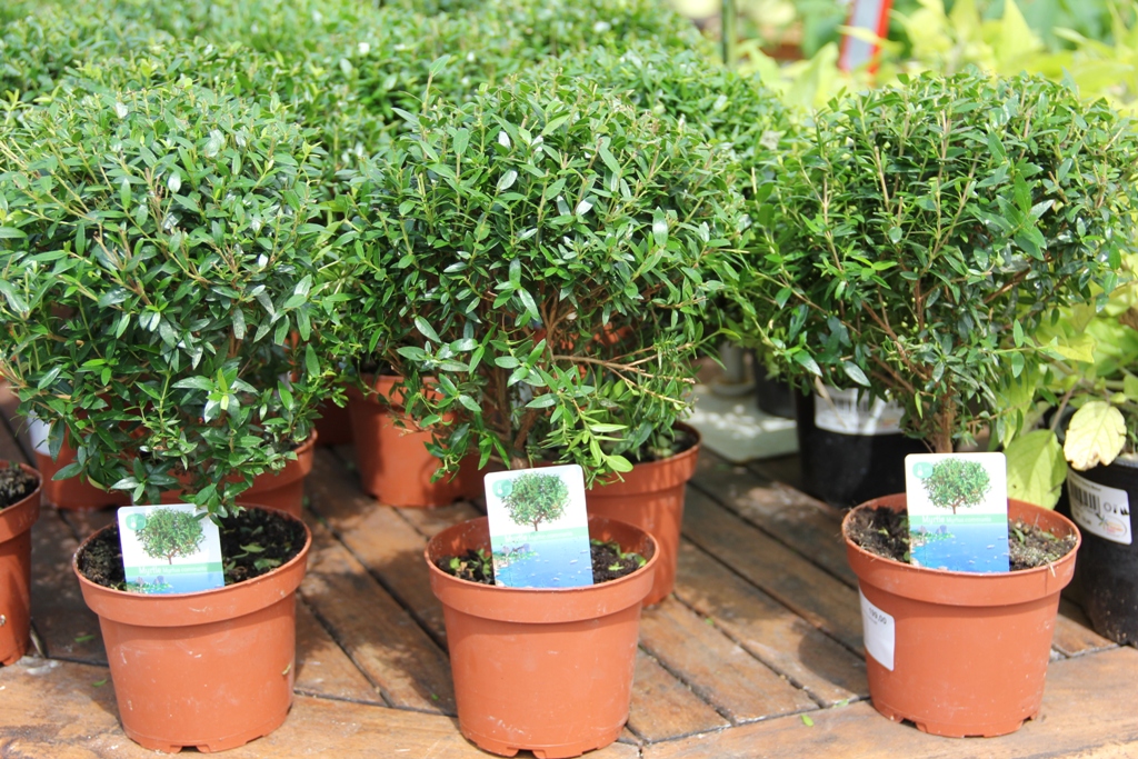 Myrta obecná na kmínku 12cm-1