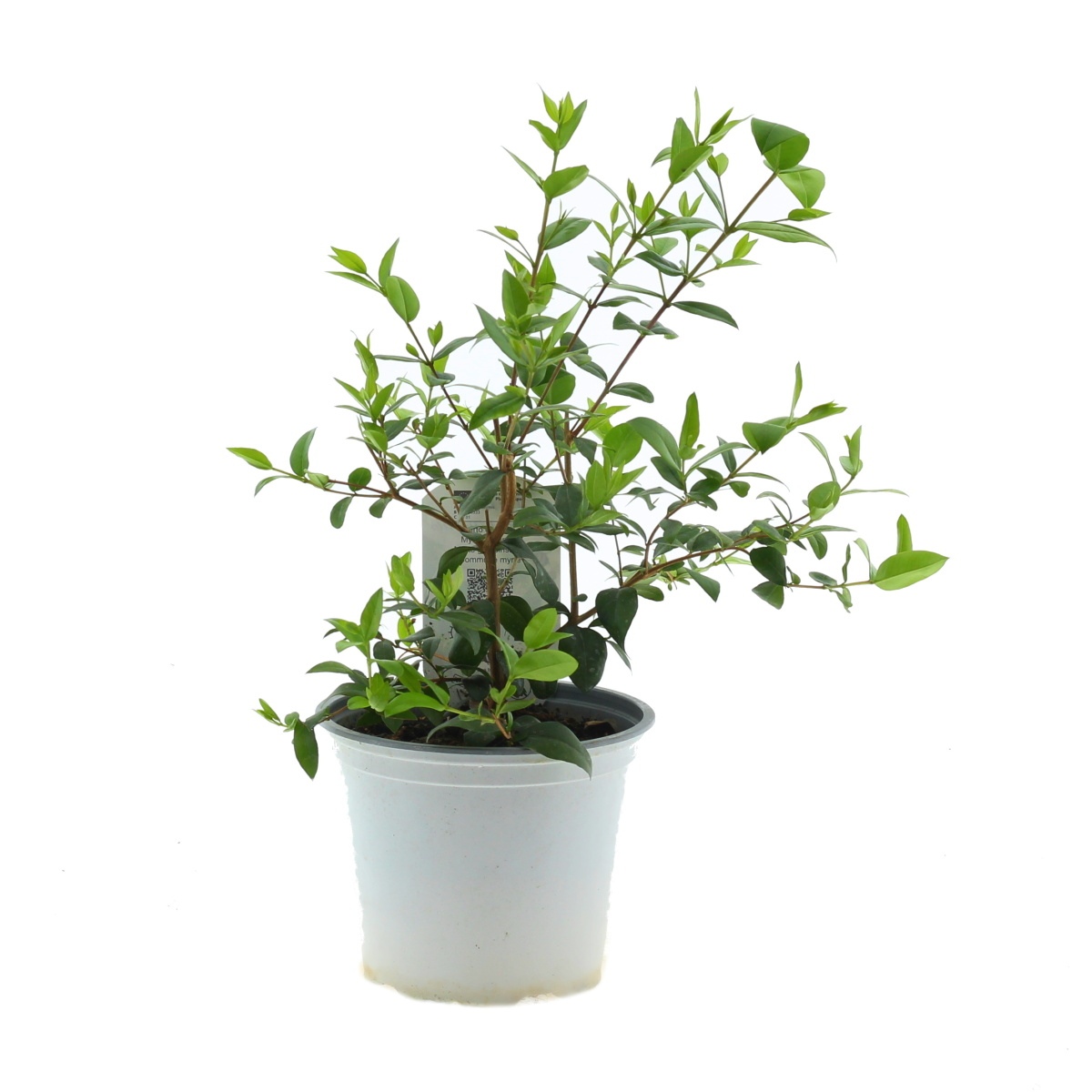 Nádobové květiny - Myrta obecná Tarentina květináč 14cm