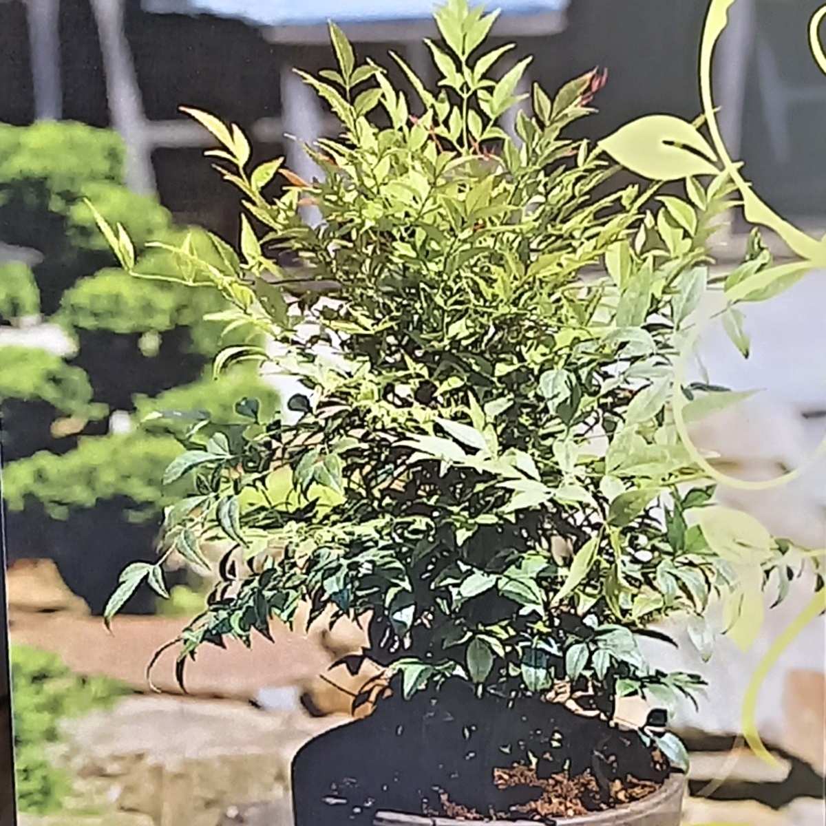 Nandina domácí Gulf Stream květináč 5 litrů-0