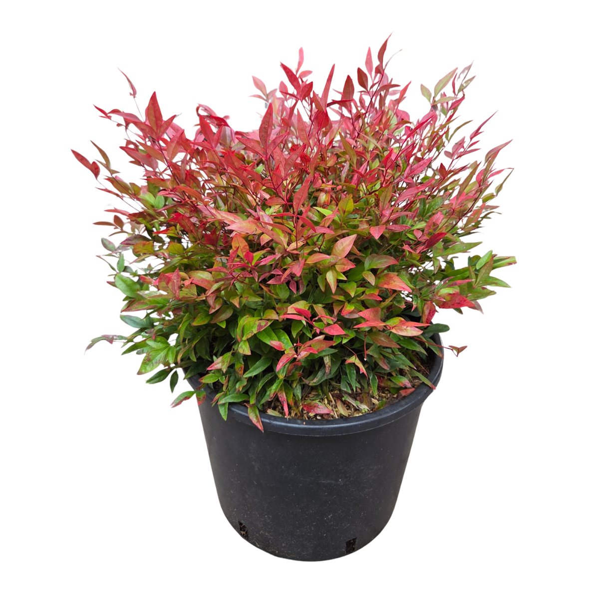 Stálezelené keře - Nandina domácí Red Light květináč 9 litrů