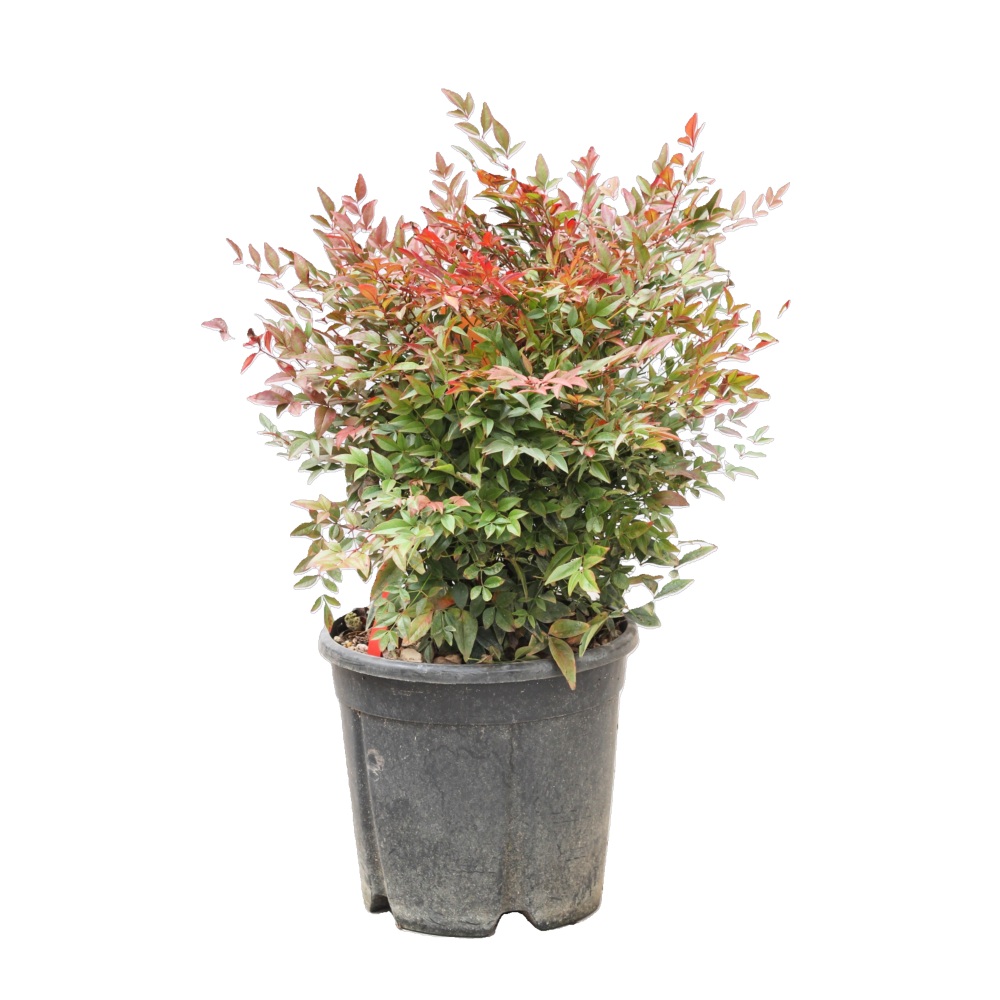 Stálezelené keře - Nandina domácí Rubra Nana květináč 9 litrů