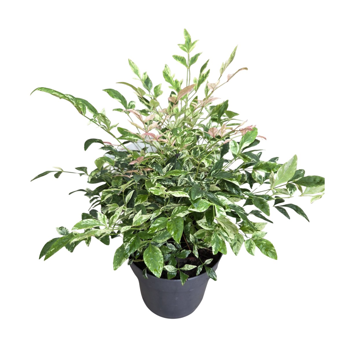 Stálezelené keře - Nandina domácí Twilight květináč 1,5 litru