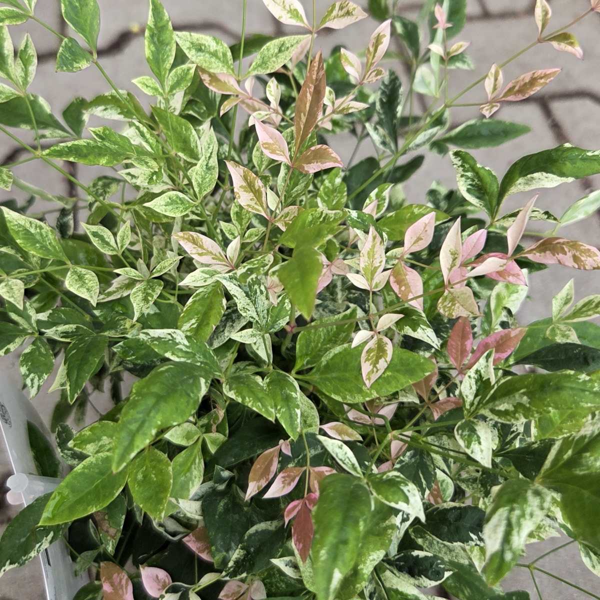 Nandina domácí Twilight květináč 1,5 litru-0