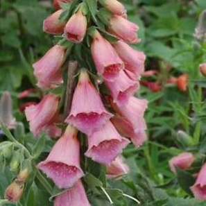 Na slunce - Náprstník Mertonův 'Summer King' 9cm