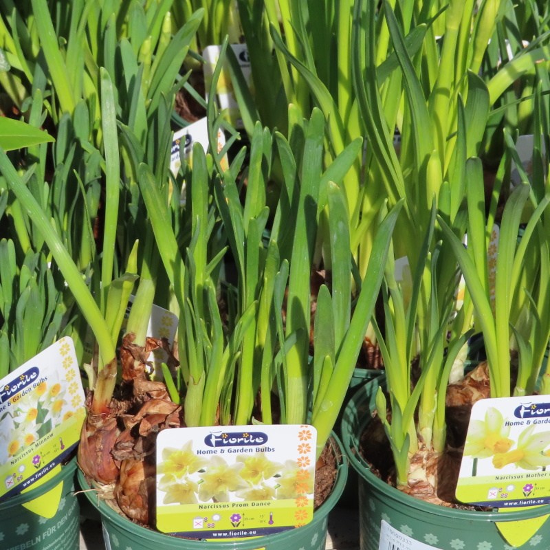 Rychlené cibuloviny - Narcis 13cm mix