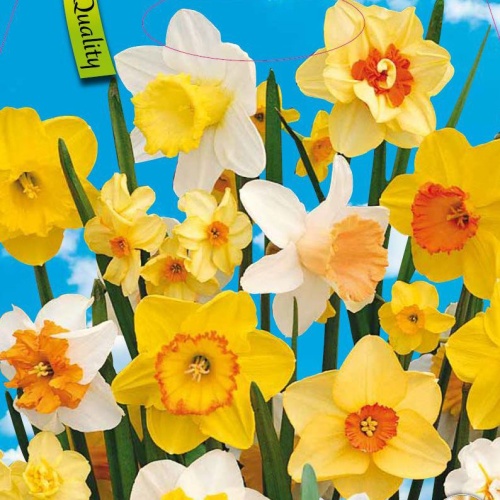 Rostliny - Narcis 3kg mix