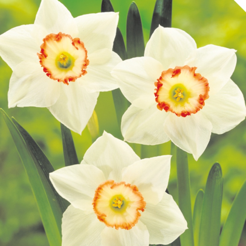 Narcisy - Narcis Audubon 5ks