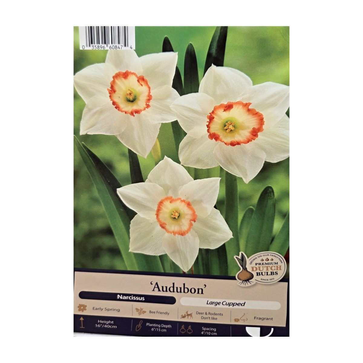 Narcisy - Narcis Audubon 5ks