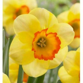 Rostliny - Narcis 'Bantam' 25ks