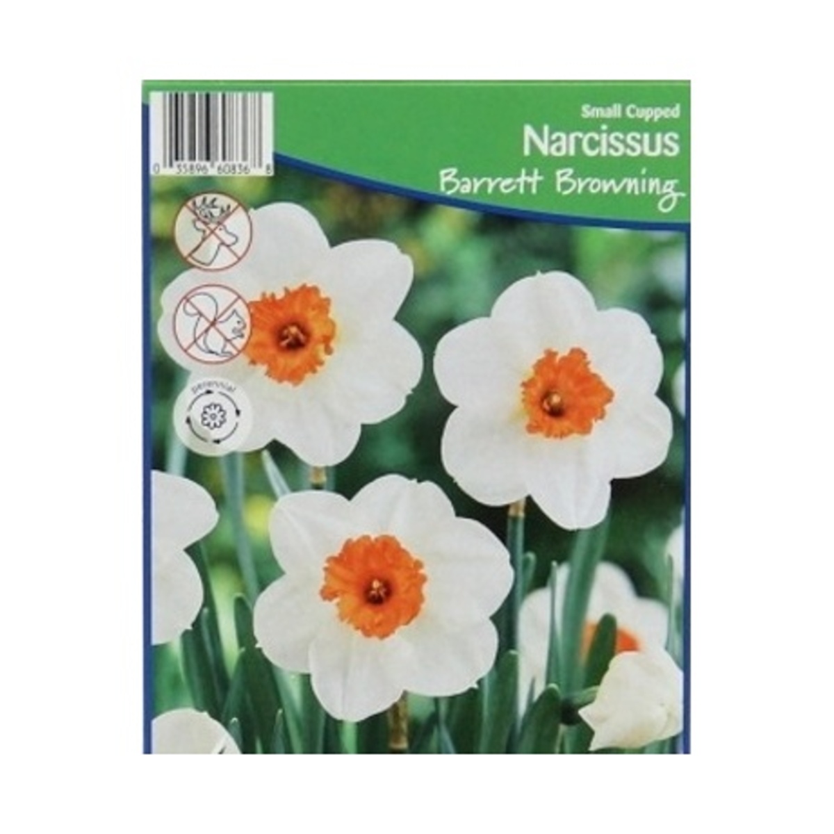 Cibuloviny - Narcis Barrett Browning 5ks