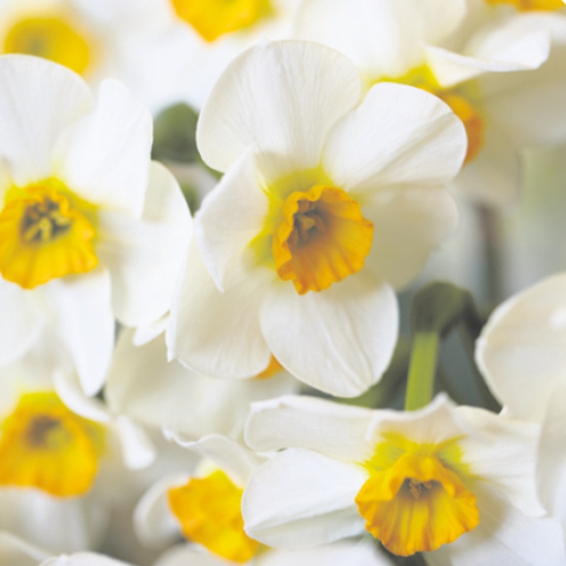 Narcisy - Narcis Beautiful Eyes 5ks