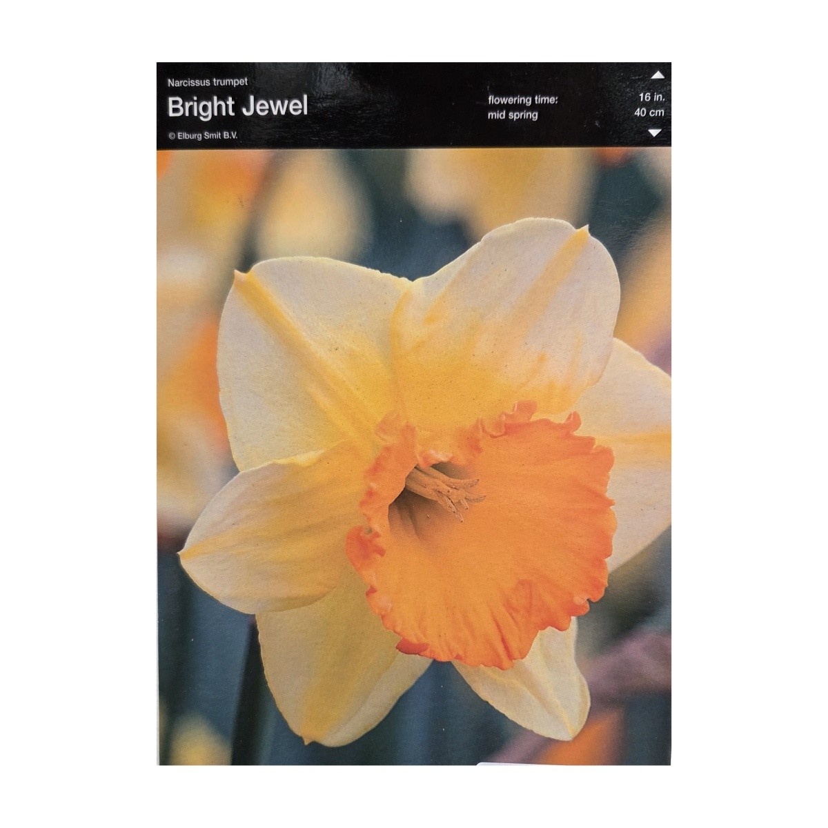 Narcisy - Narcis Bright Jewel 5ks