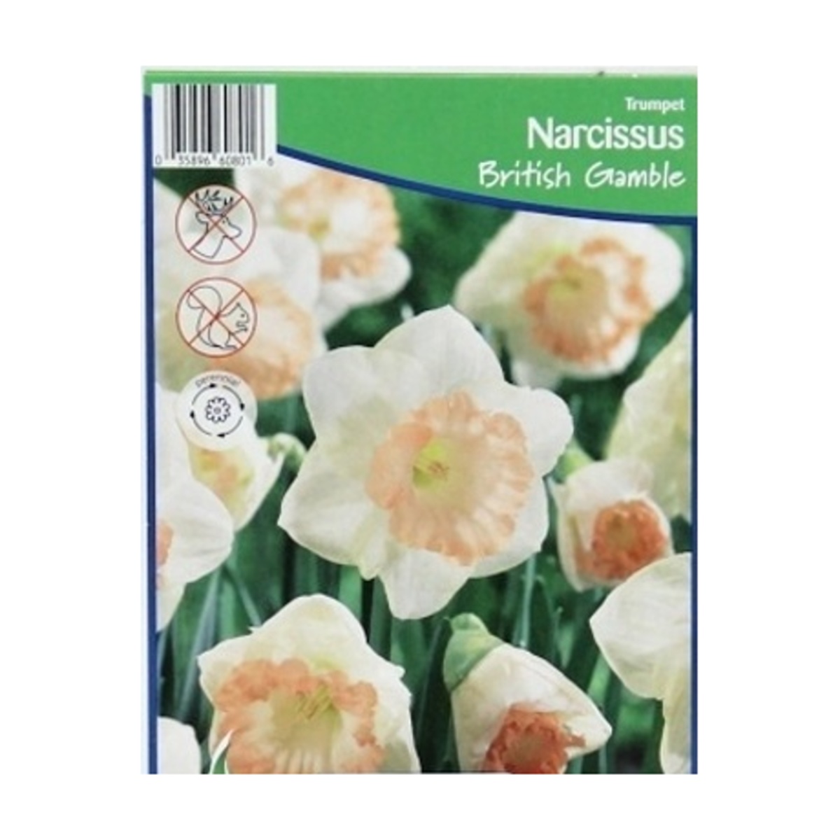 Cibuloviny - Narcis British Gamble 5ks