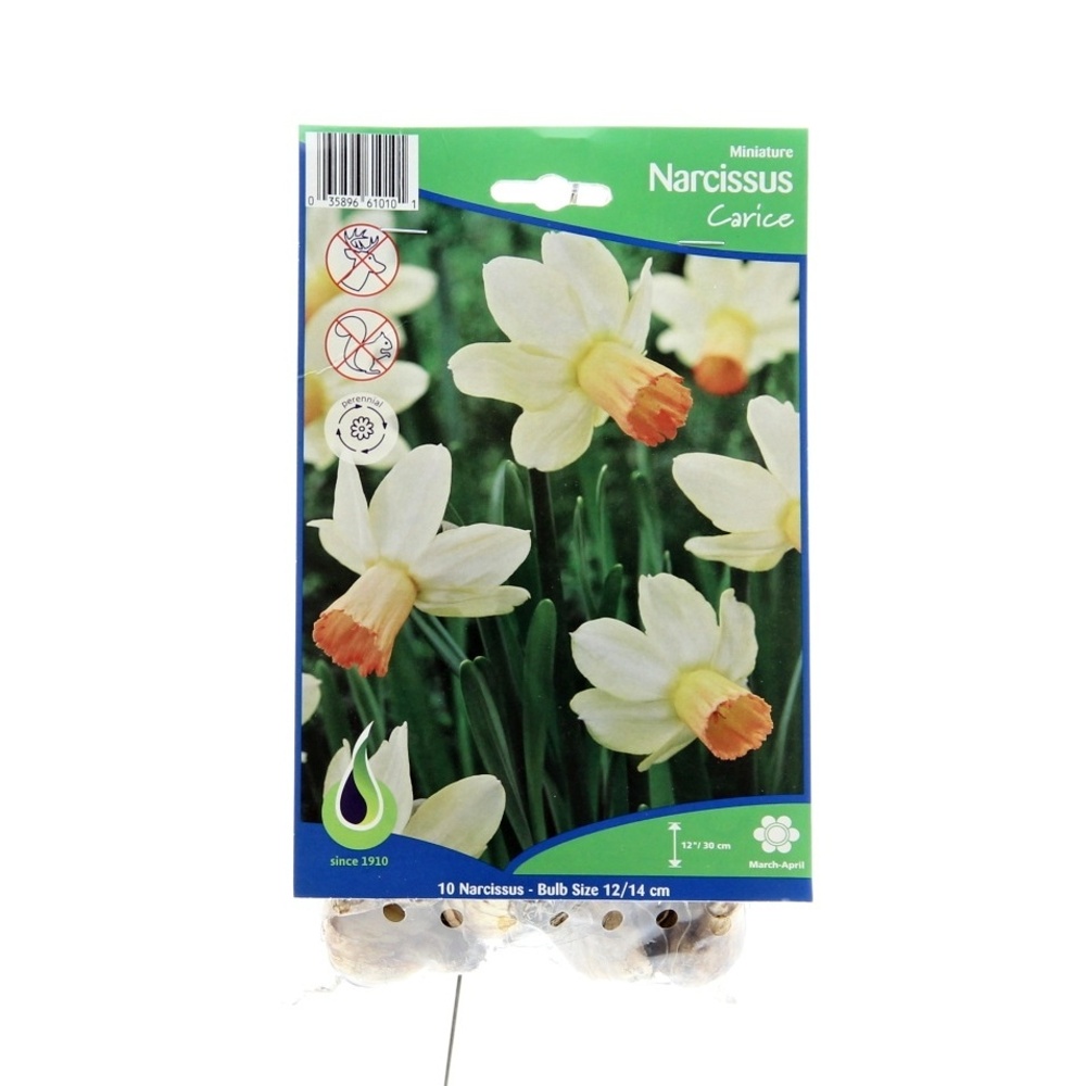 Narcisy - Narcis Carice 10ks
