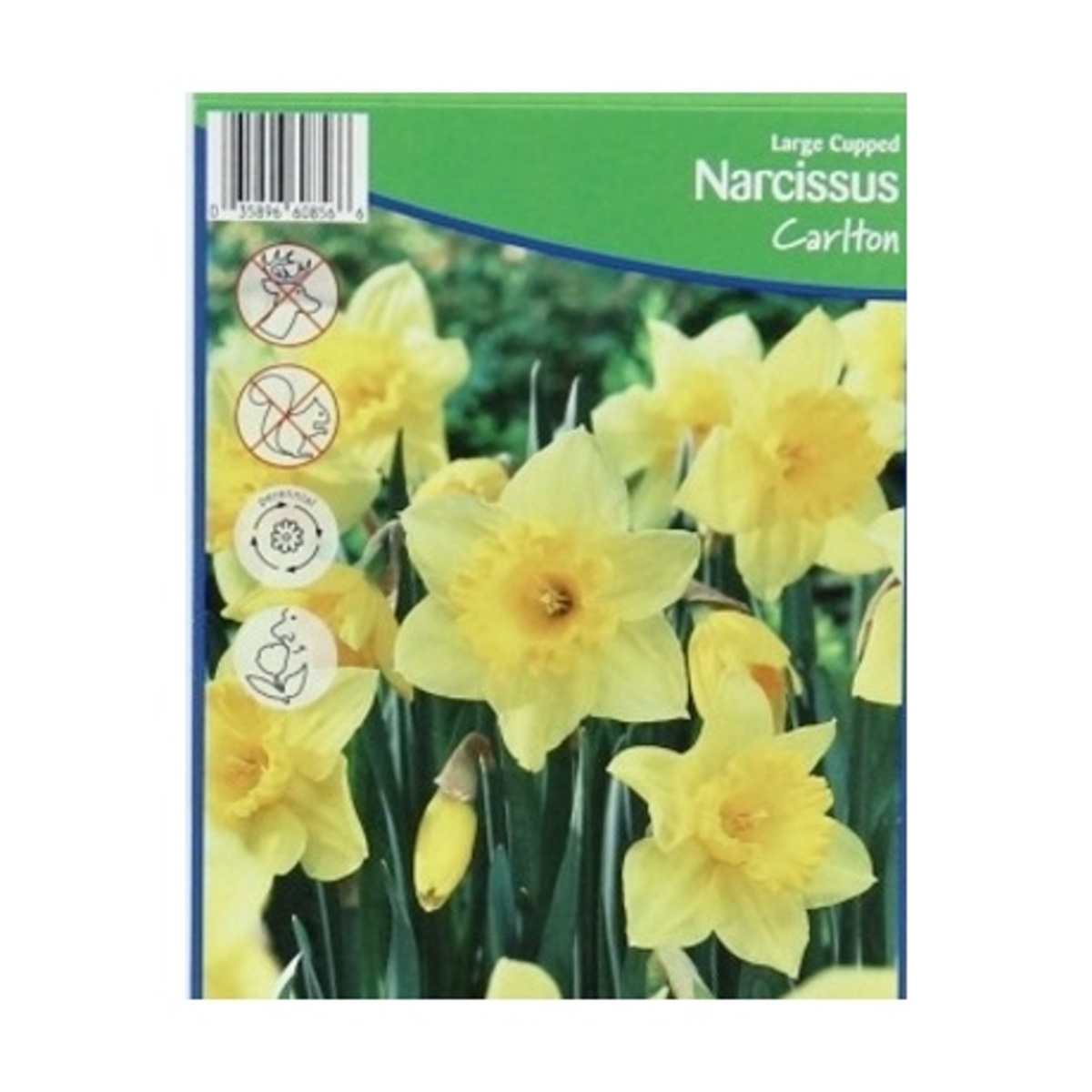 Cibuloviny - Narcis Carlton 5ks