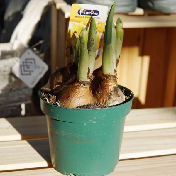 Rychlené cibuloviny - Narcis 'Carlton' mix 12cm