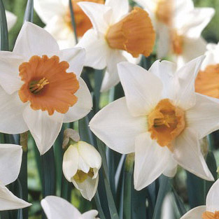 Cibuloviny - Narcis Chromacolor 5ks