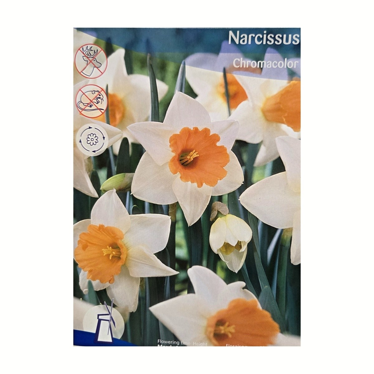 Cibuloviny - Narcis Chromacolor 5ks