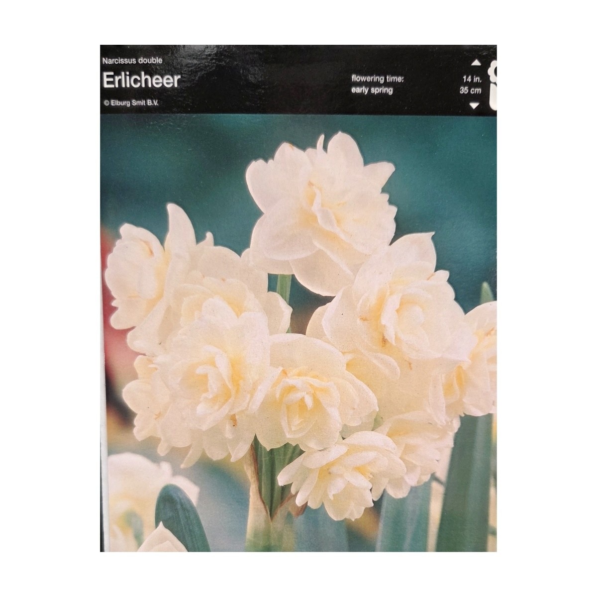 Narcisy - Narcis Erlicheer 5ks