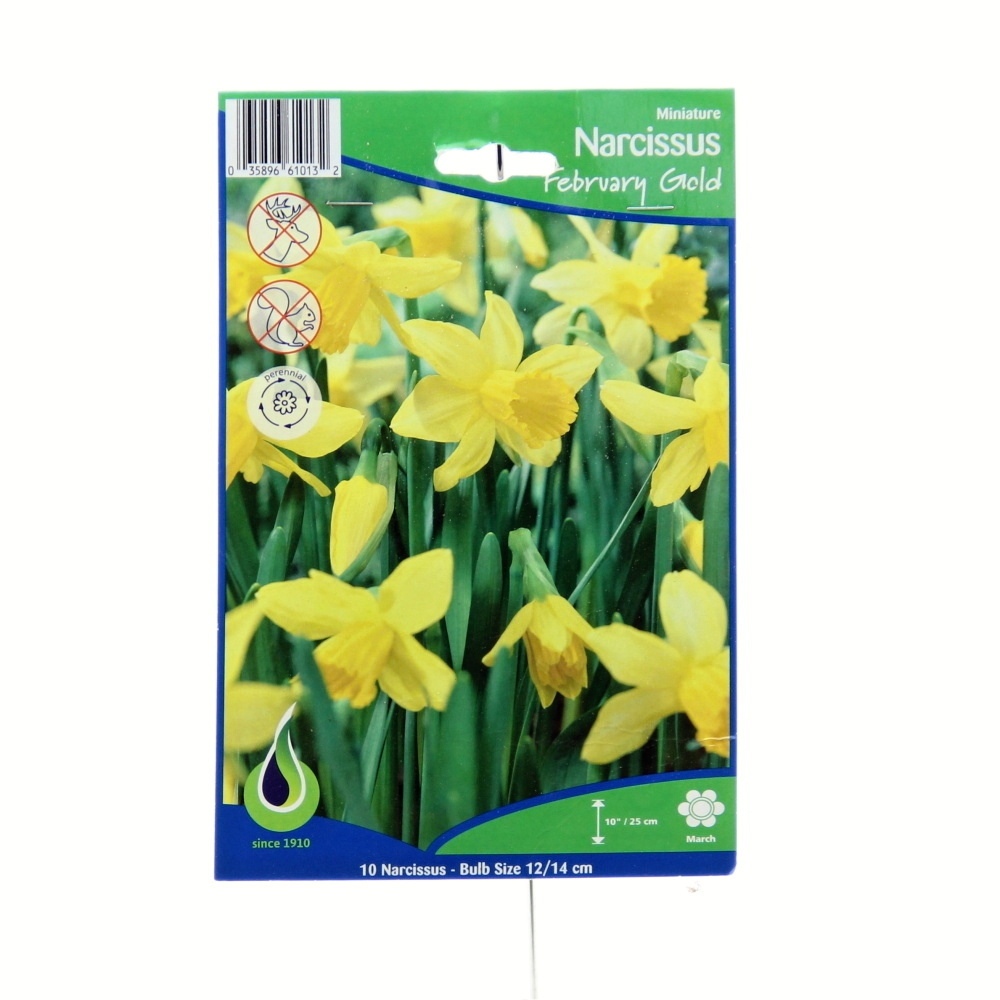 Rostliny - Narcis February Gold 10ks